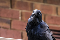 Corvus coronoides