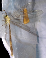 Brachynemurus