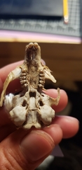 Urocitellus beldingi