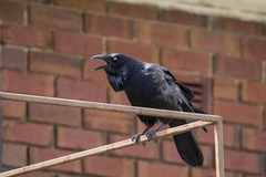 Corvus coronoides