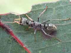 Myrmecia haskinsorum