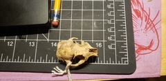 Urocitellus beldingi