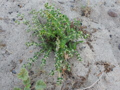 Euphorbia leucophylla