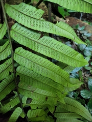 Diplazium megaphyllum
