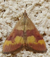 Pyrausta flavofascialis