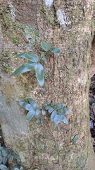 Arthropteris tenella