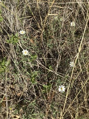 Melampodium leucanthum