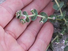 Euphorbia leucophylla