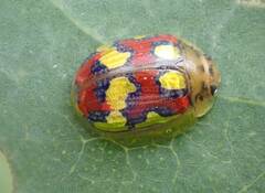 Paropsisterna gloriosa