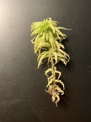 Sphagnum angustifolium