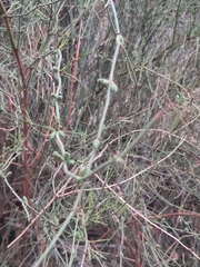 Ephedra americana