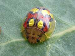 Paropsisterna gloriosa