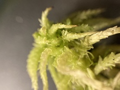 Sphagnum angustifolium