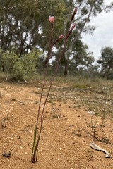 Thelymitra rubra