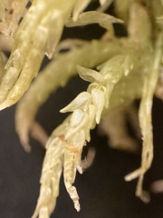 Sphagnum angustifolium