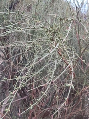 Ephedra americana