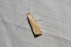Achyra affinitalis