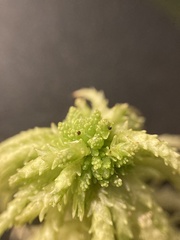 Sphagnum angustifolium