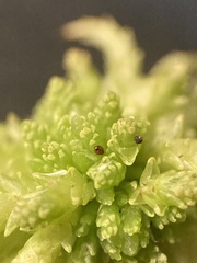 Sphagnum angustifolium