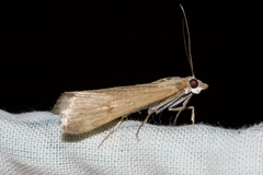 Achyra affinitalis