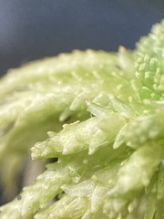 Sphagnum angustifolium