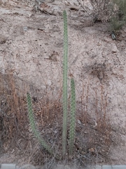 Corryocactus melanotrichus