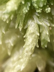Sphagnum angustifolium