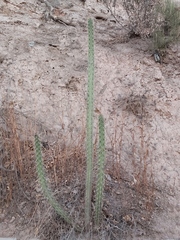 Corryocactus melanotrichus