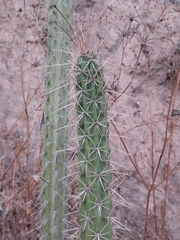 Corryocactus melanotrichus