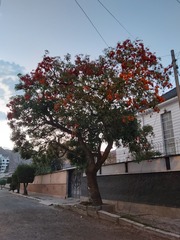 Erythrina falcata