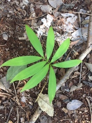 Zamia prasina