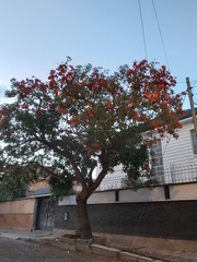 Erythrina falcata