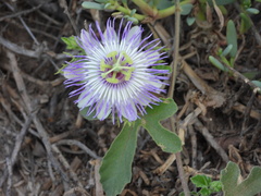 Passiflora pentaschista