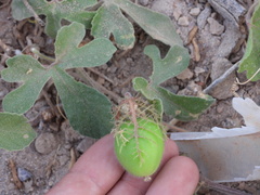 Passiflora pentaschista