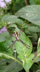 Argiope aetheroides