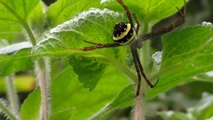 Argiope aetheroides