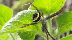 Argiope aetheroides