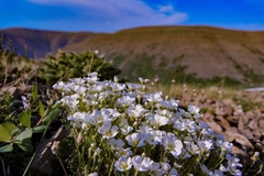 Cherleria arctica