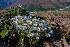 Cherleria arctica