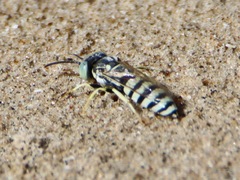 Microbembex monodonta