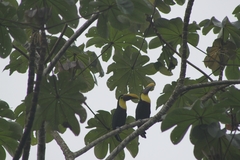 Ramphastos ambiguus