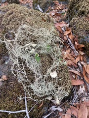 Usnea ceratina