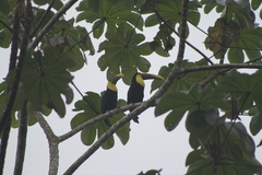 Ramphastos ambiguus