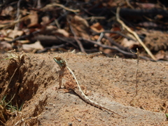 Agama aculeata