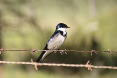 Hirundo albigularis