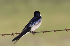 Hirundo albigularis