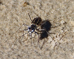 Ellipsoptera hamata