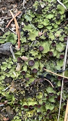 Peltigera venosa