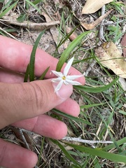 Jasminum simplicifolium