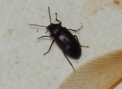 Helopini
